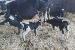 cow-and-babies